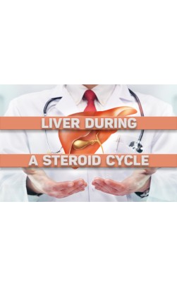 Liver during Cycle